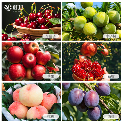 虹越果树裸根苗庭院地栽水蜜桃车厘子李子树西梅桃树苹果枇杷