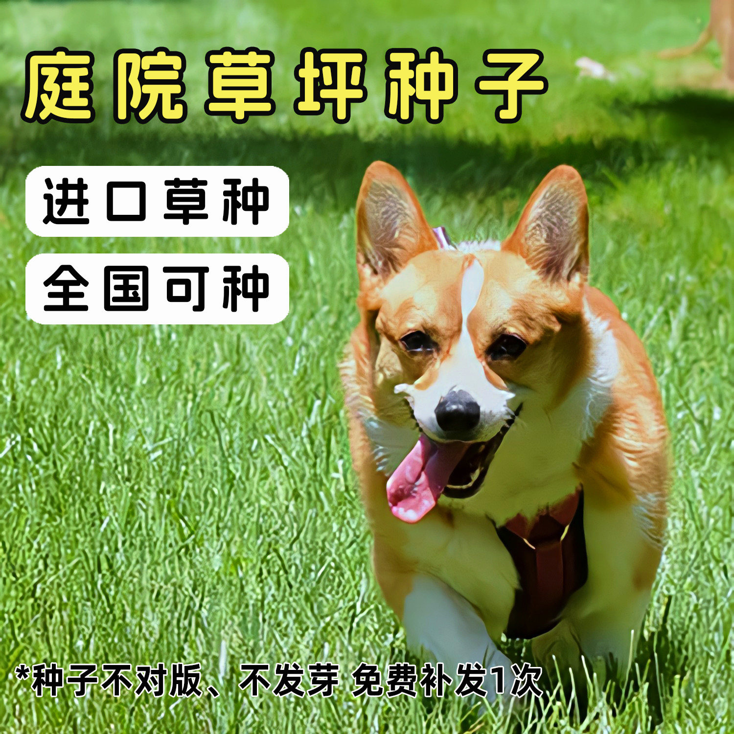 萌吖吖进口草坪种子庭院花园播种黑麦草狗牙根高羊茅三叶草种籽