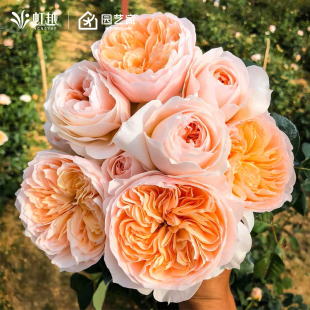 虹越粉色龙沙宝石蓝色阴雨朱丽叶月季花小苗盆栽爬墙藤本灌木