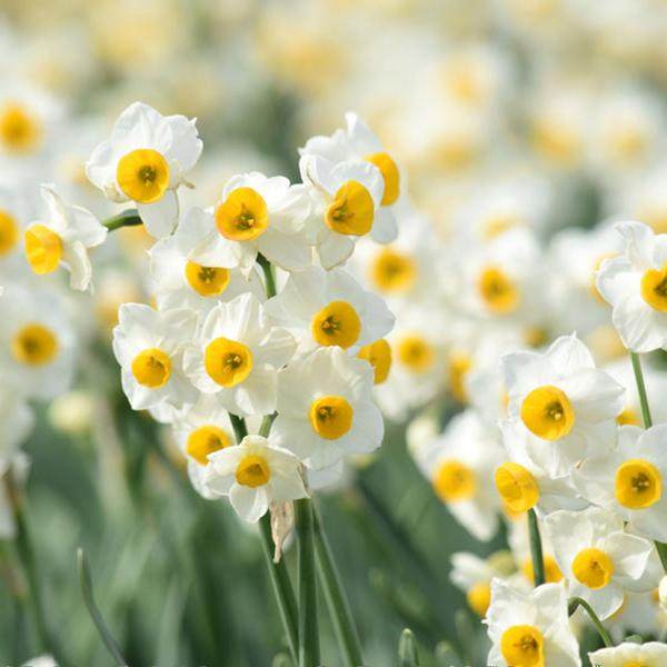 虹越水培漳州水仙种球单瓣特级球根室内桌面好养年宵花量大有香味,鲜花速递/花卉仿真/绿植园艺,种球/裸根,淘宝优惠券,粉丝福利购,淘宝优惠卷