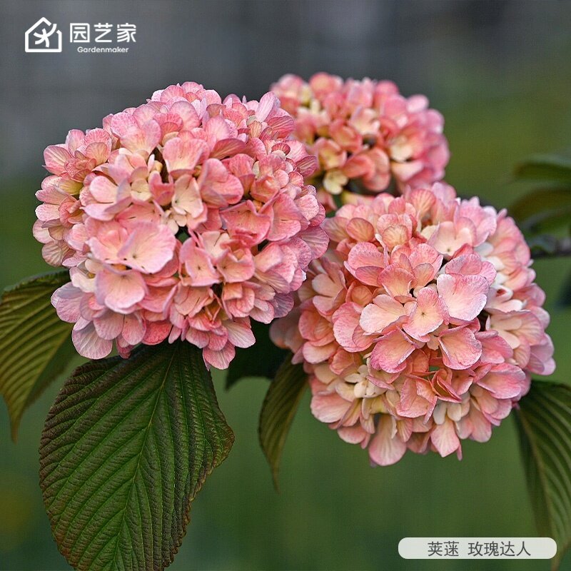 虹越绣球花中华木绣球荚蒾花树苗斗球花盆栽大苗庭院花园耐寒植物图片