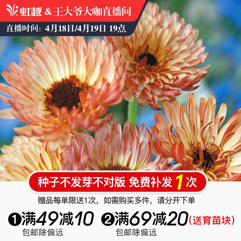 金盏菊种子价格 金盏菊种子图片 星期三 金盏菊种子价格 金盏菊种子图片 星期三
