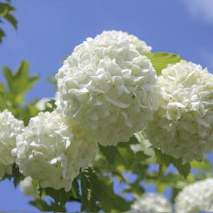 虹越欧洲木绣球树苗花盆栽苗中华木绣球树大苗花园植物耐寒景观树