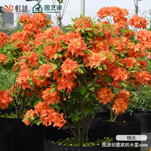 虹越进口落叶杜鹃花重瓣粉绣球赤焰盆栽大苗庭院花园阳台耐寒灌木