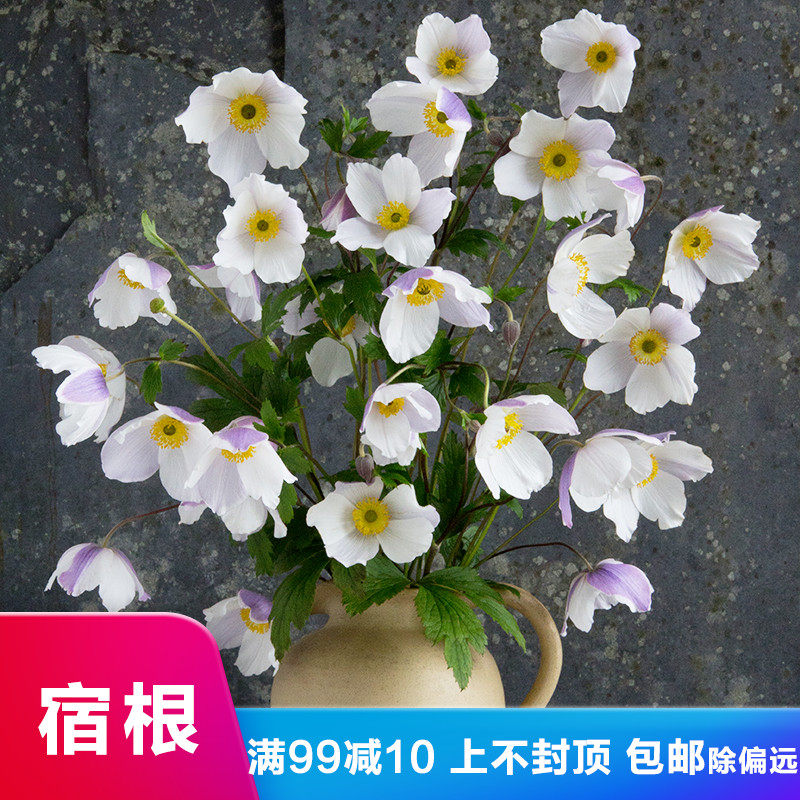 宿根花卉 虹越秋牡丹 幻想曲/野天鵝P9盆栽苗 庭院宿根植物在類目 鮮花速遞/花卉仿真/綠植園藝, 花園植物/行道樹/果樹, 宿根/地被植物中 - 來自Buy2taobao.com提供專業的淘寶代購服務