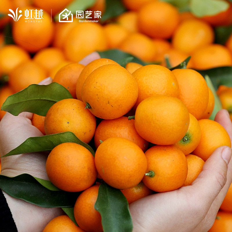 虹越脆皮金桔树树苗盆栽橘子树果苗橙子蜜桔一号柚子耙耙柑果树,鲜花速递/花卉仿真/绿植园艺,果树,淘宝优惠券,粉丝福利购,淘宝优惠卷
