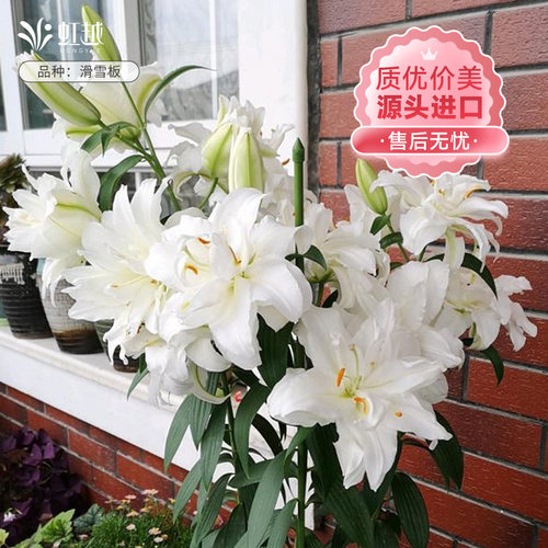 香水百合种球虹越进口多年生花卉