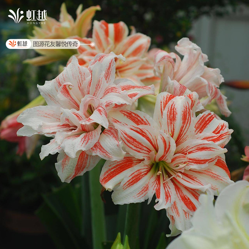 朱顶红舞后舞蹈皇后进口单重瓣种球花种子阳台园艺虹越朱顶红花球