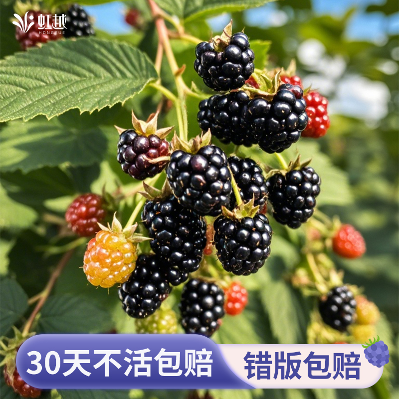 虹越黑莓树苗树莓果苗盆栽水果树阳台南方北方种植多年生耐热耐寒