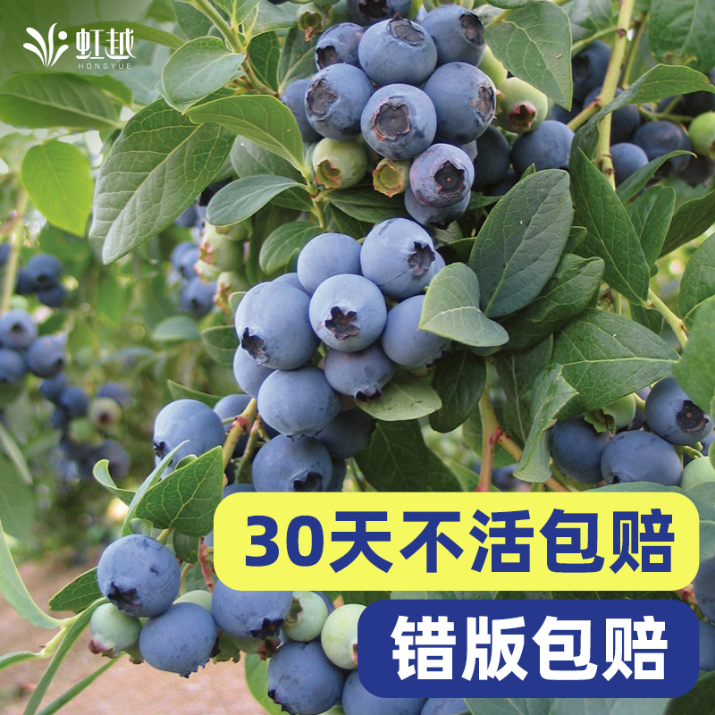 绿宝石一号蓝莓蓝莓果树虹越盆栽地栽庭院花园地栽结果水果树苗