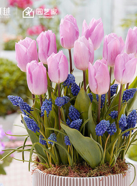 郁金香种球自然球荷兰进口耐寒阳台庭院新手球根花卉种籽虹越现货