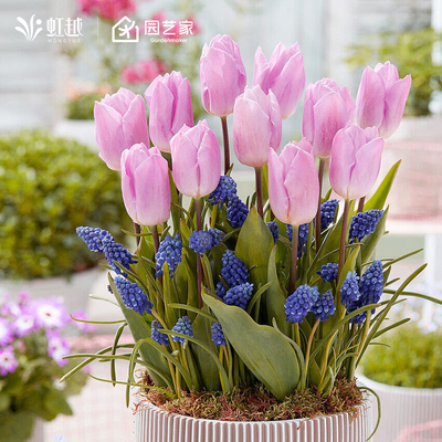 虹越进口郁金香种球新品