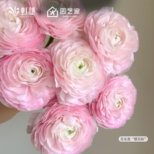 花毛茛种球国产洋牡丹蝴蝶花毛茛成功花卉阳台花园可盆栽球根预卖