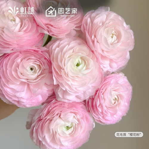 花毛茛种球国产洋牡丹球根花卉