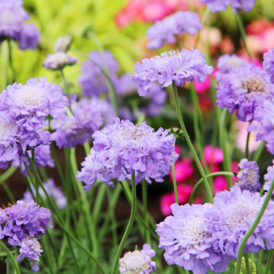花彩蓝盆花盆栽苗庭院花园阳台窗台切花圣代花苗松虫草观赏花卉苗