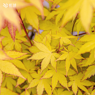 【国产枫树】虹越月升枫树苗泰勒红枫盆景庭院乔木观叶花园盆栽