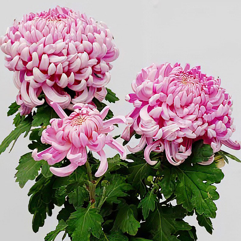 虹越传统大菊草花花园花卉盆栽苗