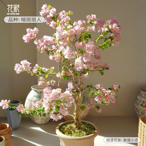 花彩三角梅扦插袋苗勤花爬藤花苗