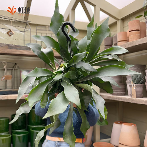 虹越鹿角蕨类植物盆栽网红热植