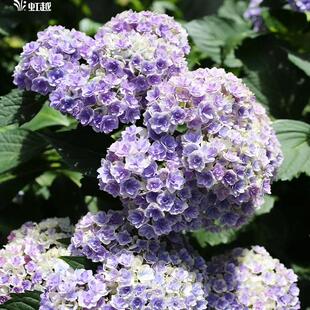 虹越日本晓光园切花绣球花苗盆栽苗大花天照大御神阳台庭院多年生