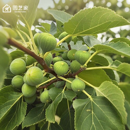虹越无花果果树易养护