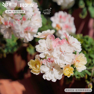 花彩兽系天竺葵盆栽苗可爱的维拉独角兽庭院花园封闭阳台洋绣球