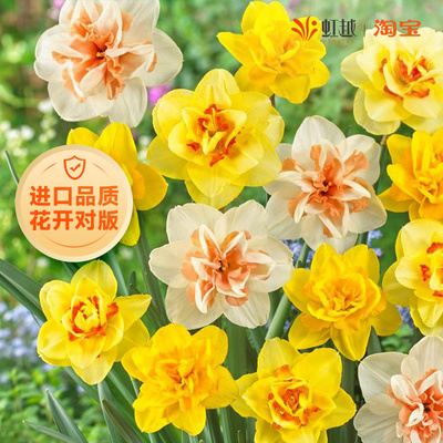 虹越进口洋水仙种球耐寒