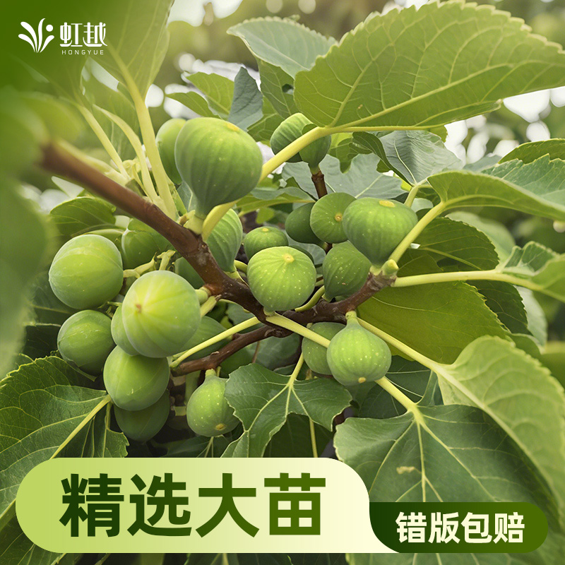 虹越无花果果树易养护
