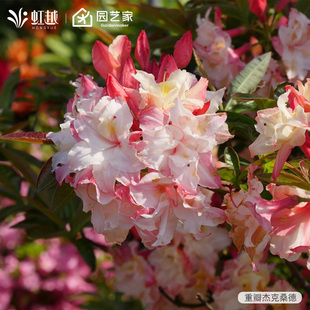 【直播】虹越落叶杜鹃花盆栽小苗庭院花园好养多年生耐寒开花灌木