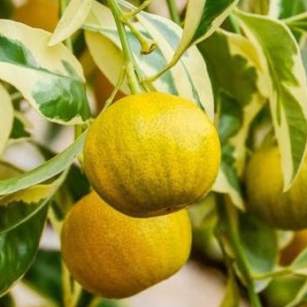 柠檬树苗盆栽花叶小青柠棒棒糖