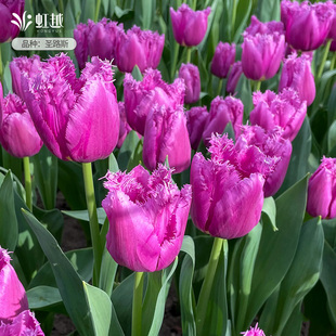 郁金香自然球进口种球根花卉苗耐寒多件多折好养土培种子园艺虹越