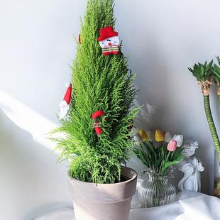 花彩小香松桌面盆栽圣诞四季常绿办公室松树盆栽圣诞装饰观赏绿植