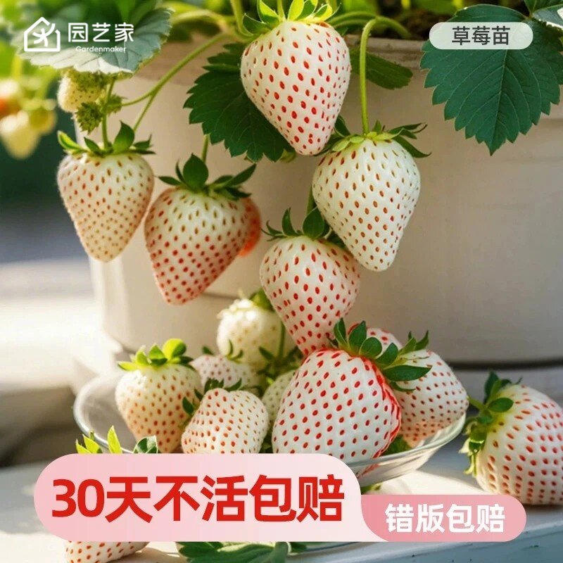 白草莓苗盆栽冬季果树果苗园艺家建德白露大苗雪宝隋珠淡雪好养活
