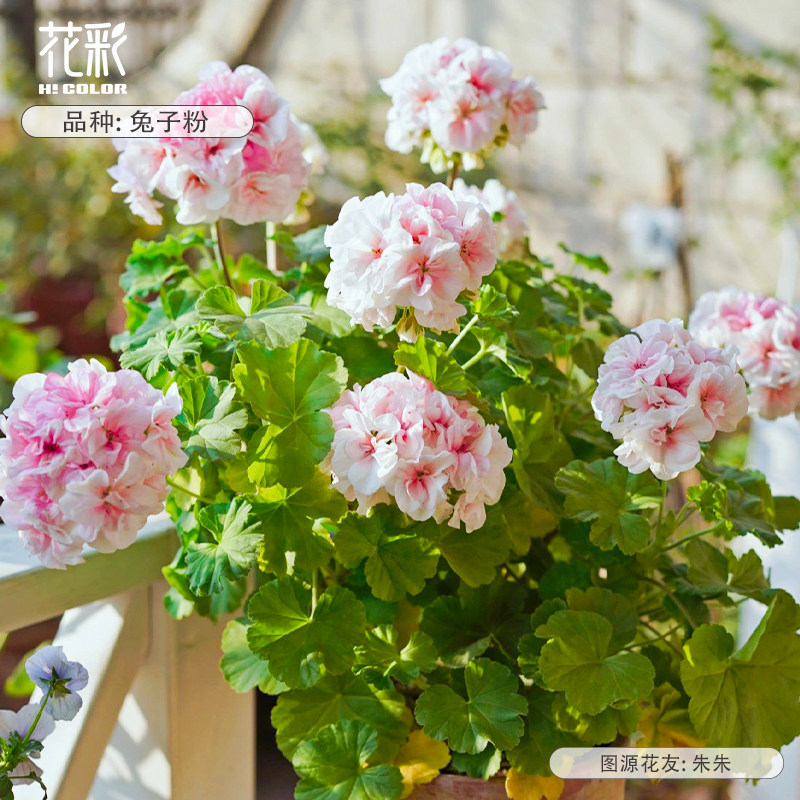 花彩天竺葵盆栽大花球室内盆花图片