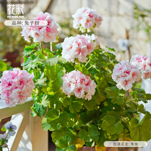 花彩天竺葵盆栽大花球室内盆花