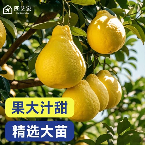 园艺家柚子树苗蜜柚葡萄柚果苗树苗易养南方四季可种盆栽多年生