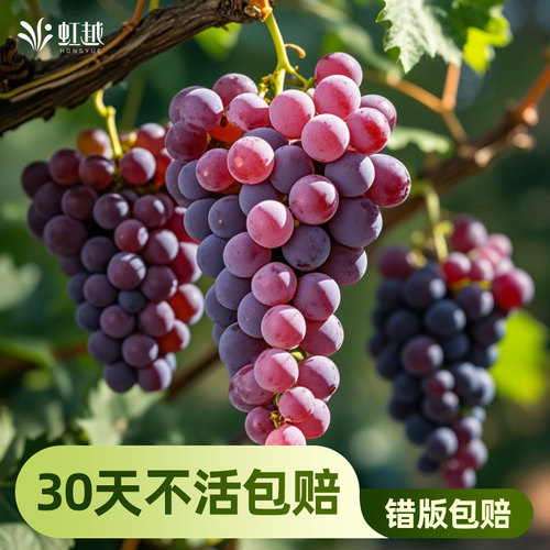 葡萄苗虹越美洲葡萄多年生