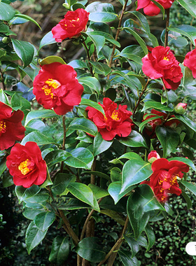 茶花树苗虹越庭院花园茶梅冬季开花绿篱常绿观花灌木花卉盆栽