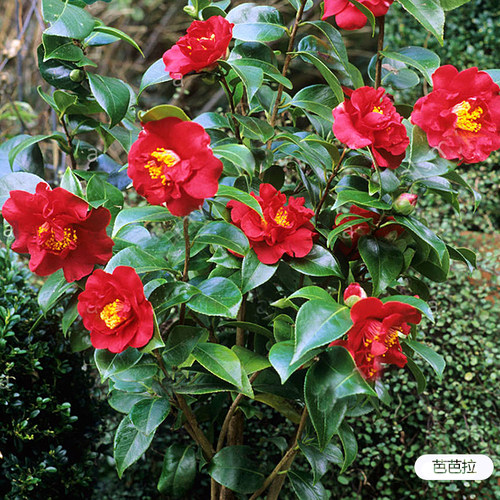 茶花花灌木虹越花色靓丽冬季常绿