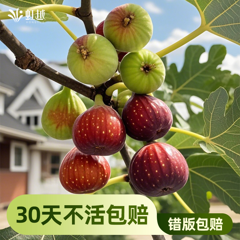 虹越无花果果树易结果