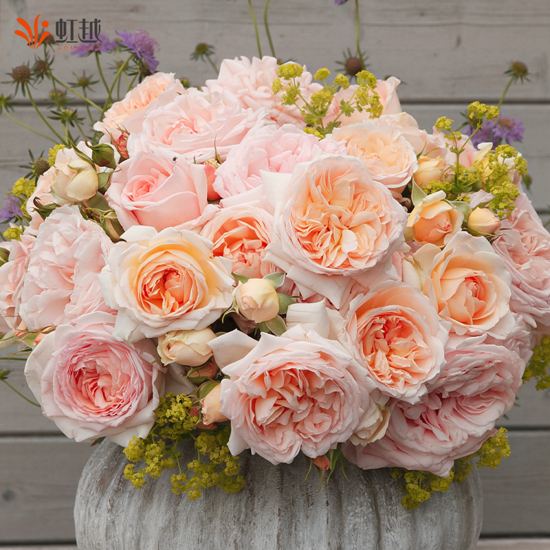 虹越蓝莓蛋糕朱丽叶加百列莫妮卡戴维大花浓香灌木月季花大苗盆栽,鲜花速递/花卉仿真/绿植园艺,月季/蔷薇/玫瑰,淘宝优惠券,粉丝福利购,淘宝优惠卷