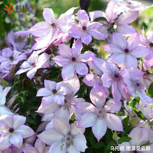 虹越铁线莲苗科琳魔法师市长