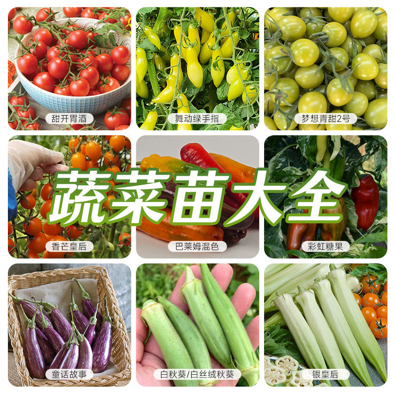 园艺家果蔬种苗辣椒甜椒茄子黄瓜南瓜甜瓜秧苗阳台庭院种菜
