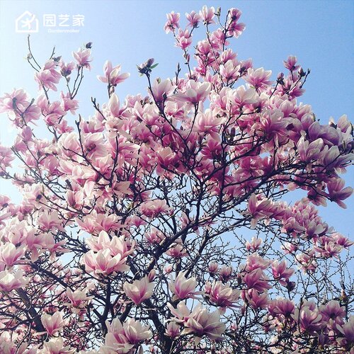 园艺家玉兰苗星花木兰耐寒庭院花园乔木绿化植物黄鸟观赏花卉树苗