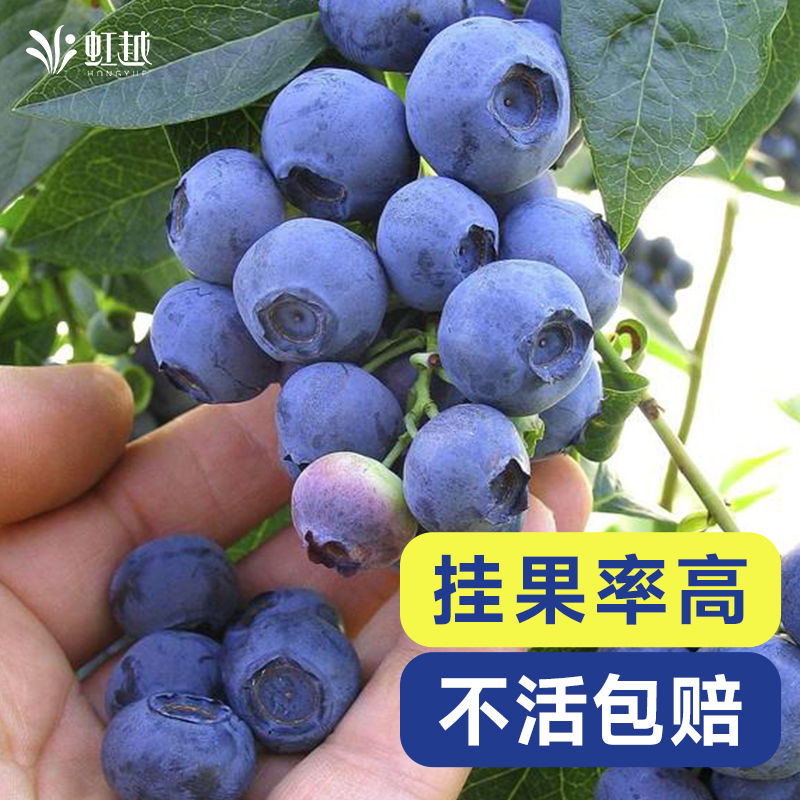 虹越蓝莓树果苗盆栽四季南方北方种植花园室内阳台绿宝石追雪天后