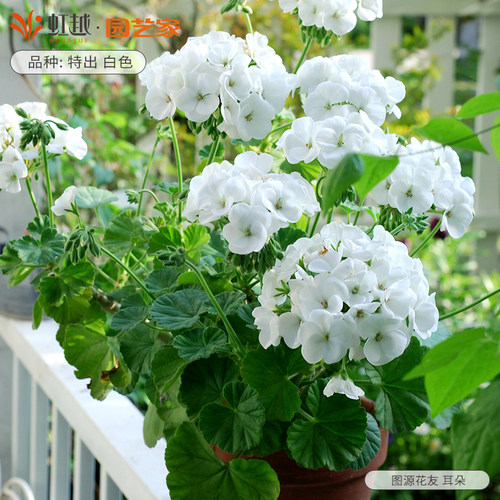 花彩天竺葵盆栽大花球室内盆花