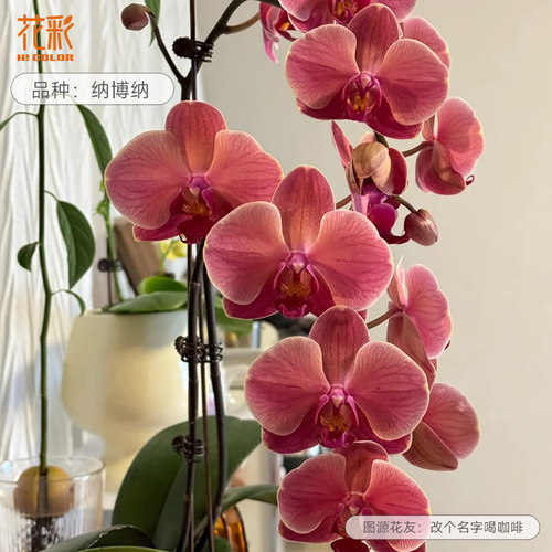 蝴蝶兰套装盆栽花彩带花卉室内