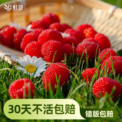 虹越覆盆子树莓果树水果苗