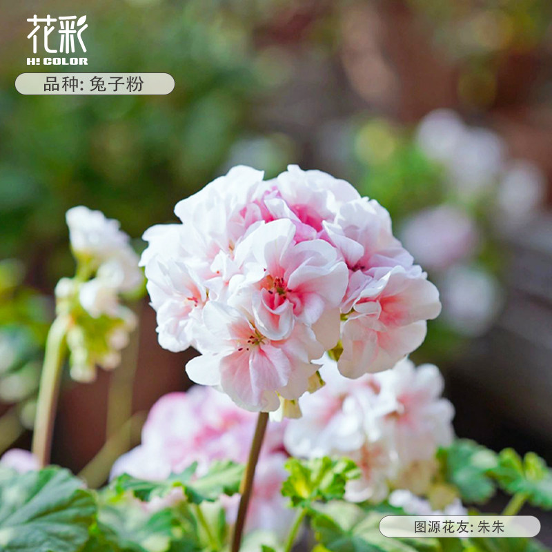 花彩兔子粉天竺葵盆栽苗室内阳台好养花量大花期久庭院花园多年生