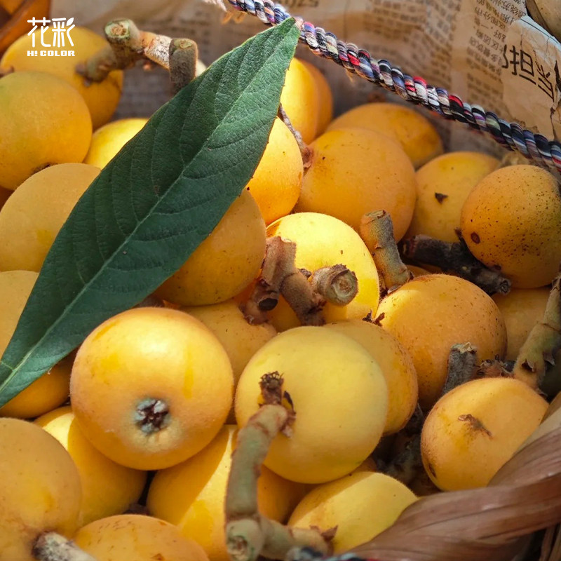 花彩果树裸根苗葡萄柑橘枇杷柿子树莓南北方庭院花园种植地栽耐寒,鲜花速递/花卉仿真/绿植园艺,种球/裸根,淘宝优惠券,粉丝福利购,淘宝优惠卷